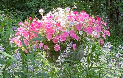 Pink flowers