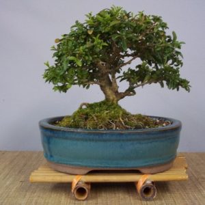 boxwood bonsai tree