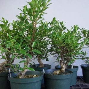 set of seven small ficus trees in containers